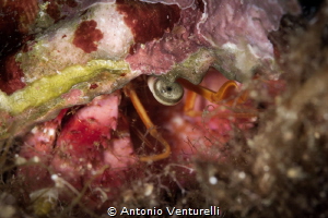 Watchful eye that of the Mediterranean Hermit Crab, alway... by Antonio Venturelli 